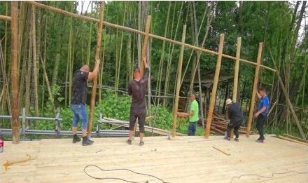 People raising and steadying a bamboo frame together beside a bamboo grove