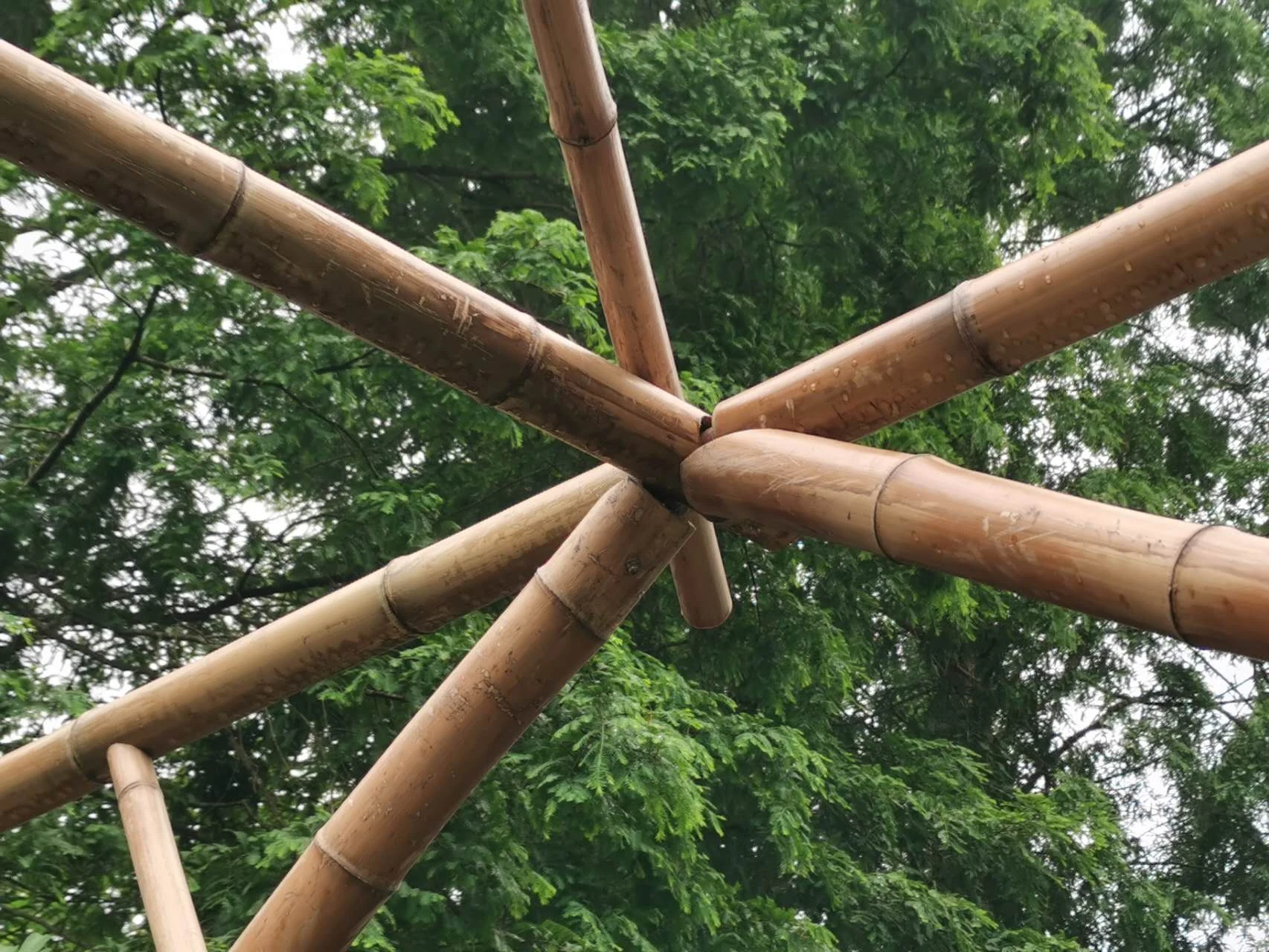 Close view from below of bamboo members meeting at a joint, with shaped ends and trees beyond